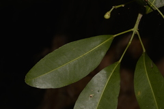 Acronychia littoralis
