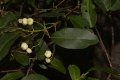 Acronychia littoralis