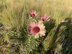Leucadendron orientale