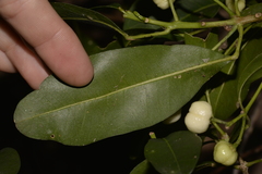 Acronychia littoralis