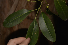 Acronychia littoralis