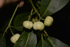 Acronychia littoralis