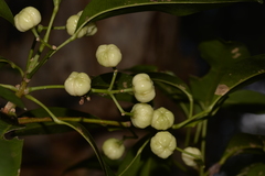 Acronychia littoralis