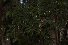 Acronychia littoralis