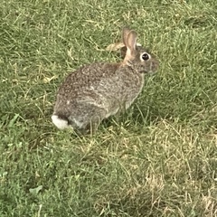 Sylvilagus floridanus