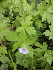 Geranium sibiricum