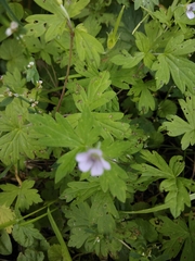 Geranium sibiricum