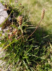 Plantago alpina