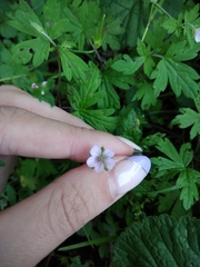 Geranium sibiricum