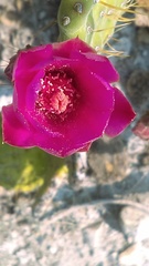 Opuntia pilifera