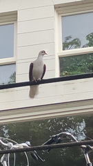 Columba livia domestica