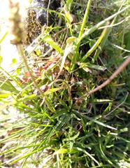 Plantago alpina
