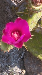Opuntia pilifera