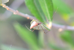 Rhomphaea nasica