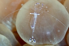 Ancylomenes longicarpus