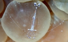 Ancylomenes longicarpus