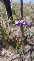 Calectasia