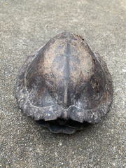 Cyclemys dentata