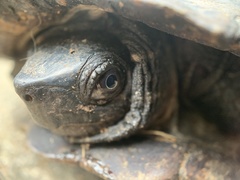Cyclemys dentata