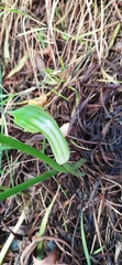 Arisarum vulgare