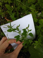 Chenopodium album