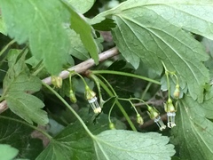 Ribes divaricatum pubiflorum