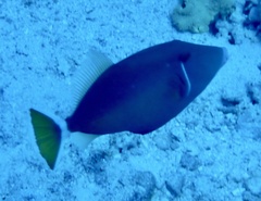 Sufflamen albicaudatum