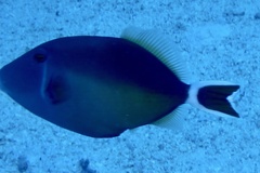 Sufflamen albicaudatum