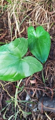 Arisarum vulgare