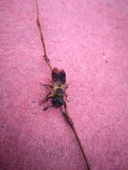 Callomegachile
