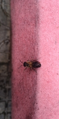 Callomegachile