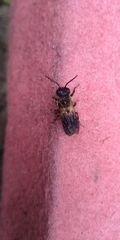 Callomegachile