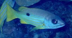 Lutjanus fulviflamma