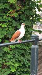 Columba livia domestica