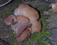 Auricularia auricula-judae