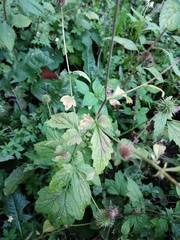 Geum urbanum