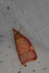 Enchocrates phaedryntis