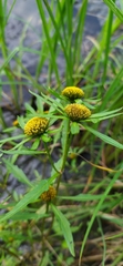 Bidens cernua