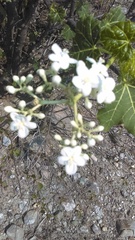 Cnidoscolus tehuacanensis