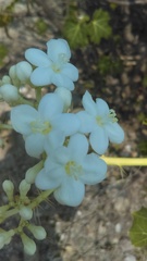 Cnidoscolus tehuacanensis