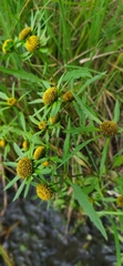 Bidens cernua