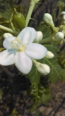 Cnidoscolus tehuacanensis