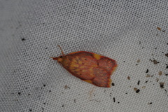 Enchocrates phaedryntis
