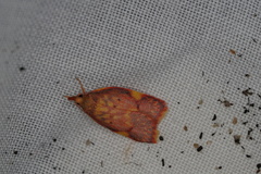 Enchocrates phaedryntis