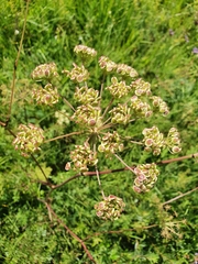 Peucedanum