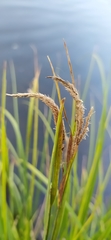 Carex nigra