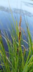 Carex nigra