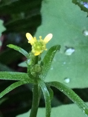 Ranunculus hebecarpus