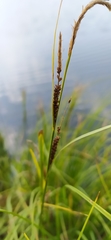 Carex nigra