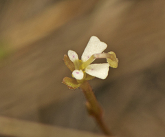 Stylidium tenerum